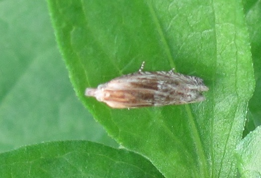 Eucosma cfr. cana (Tortricidae)